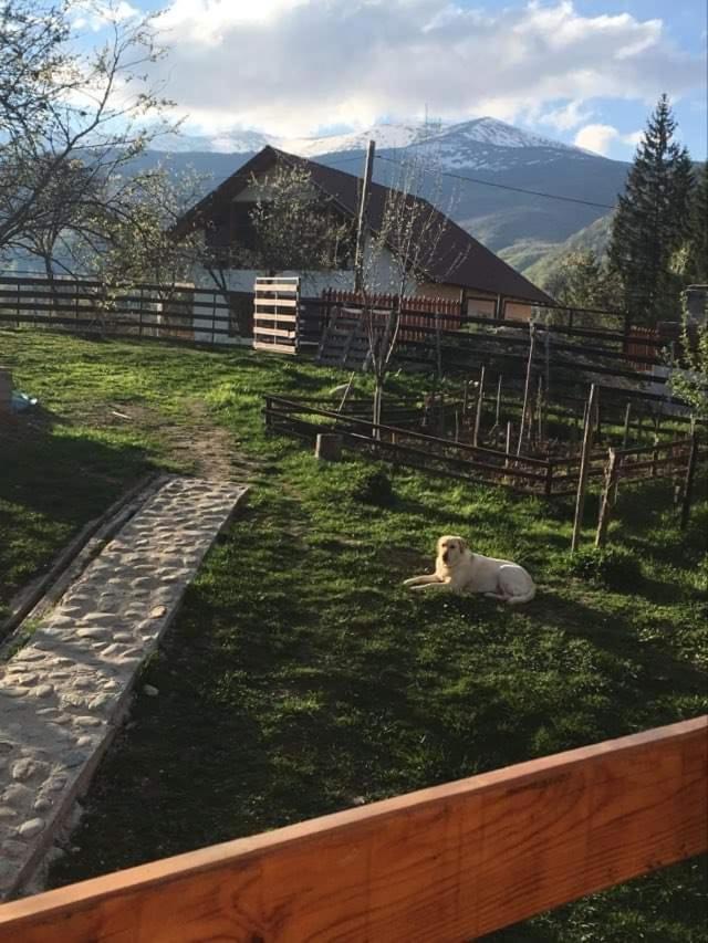 Forest Vibes Spa Cimpu lui Neag Экстерьер фото