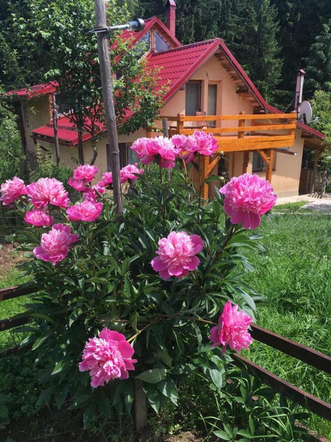 Forest Vibes Spa Cimpu lui Neag Экстерьер фото