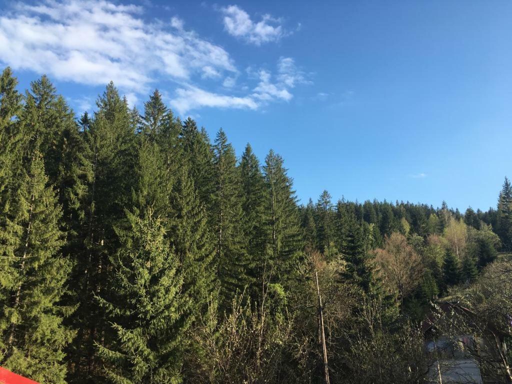 Forest Vibes Spa Cimpu lui Neag Экстерьер фото